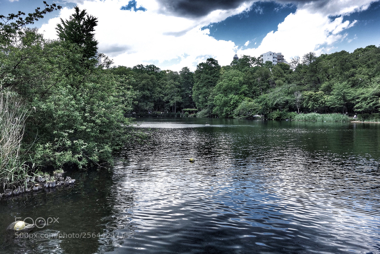 Sony Cyber-shot DSC-RX100 sample photo. Inogashira lake photography