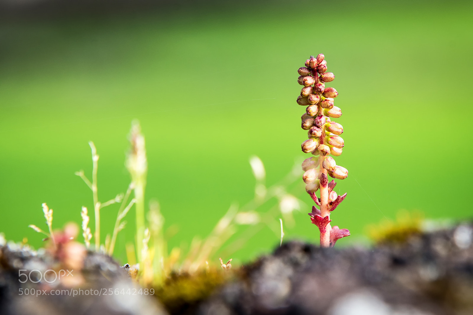 Nikon D610 sample photo. Nature #5 photography