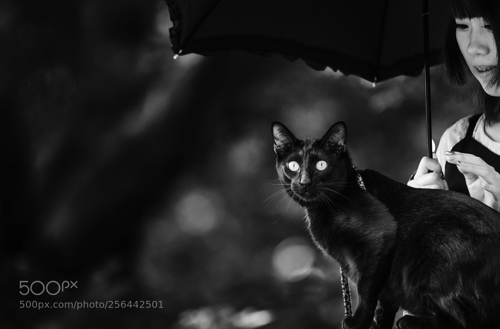 Nikon D810 sample photo. Cat photography