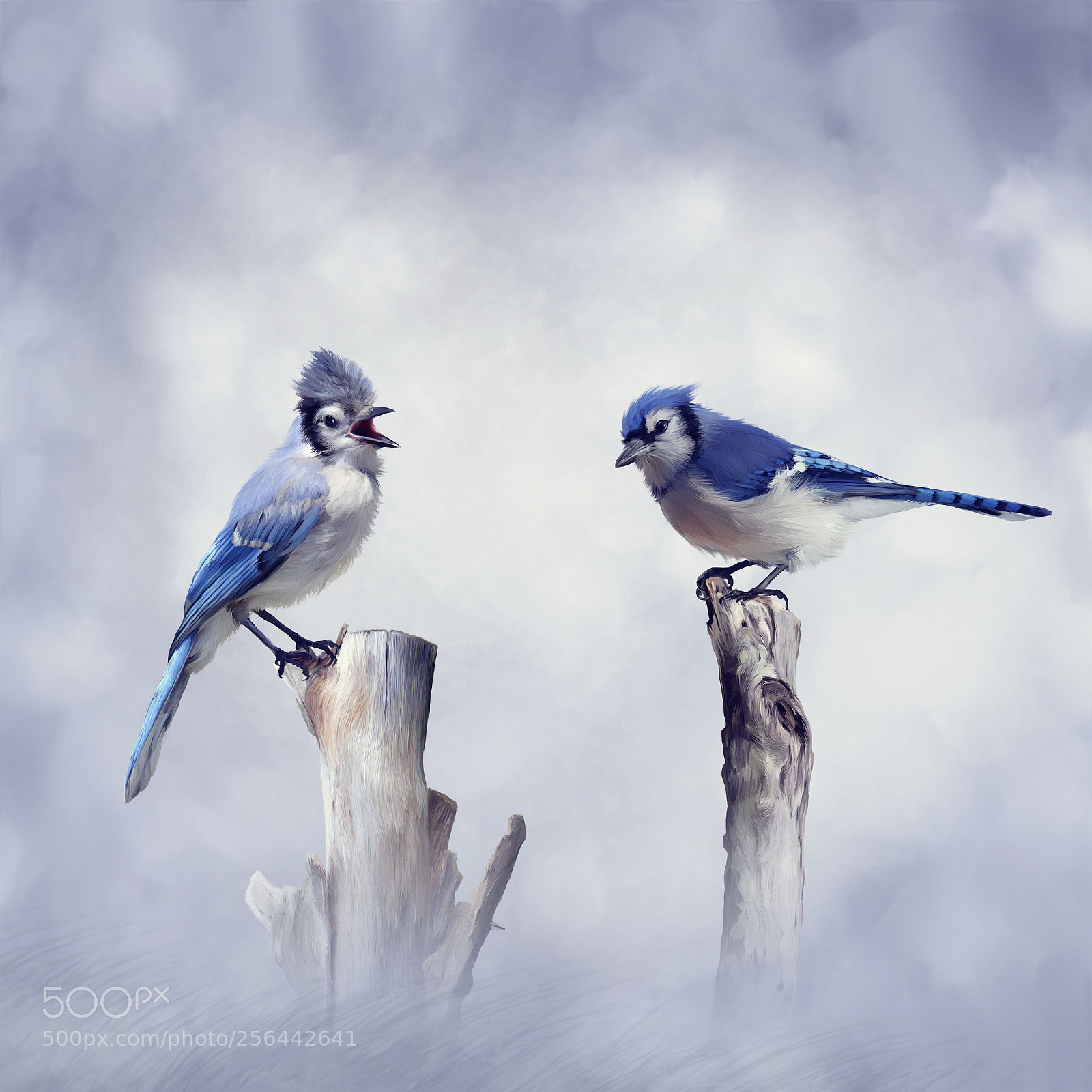 Nikon D800 sample photo. Blue jay birds photography