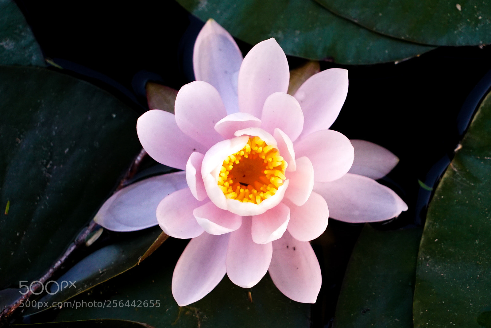 Sony a7S sample photo. Lotus photography