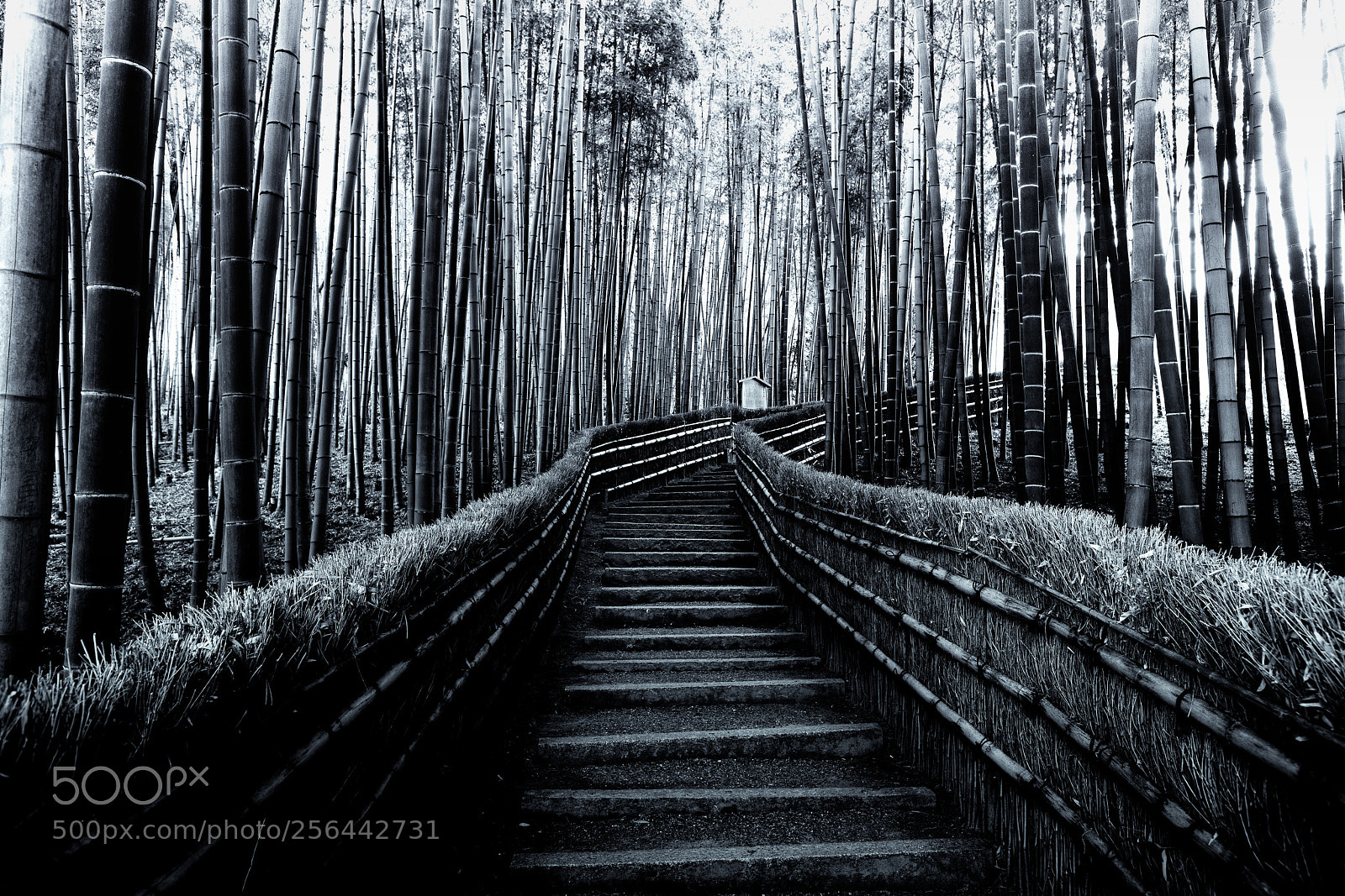 Sony a99 II sample photo. Stairway to heaven photography