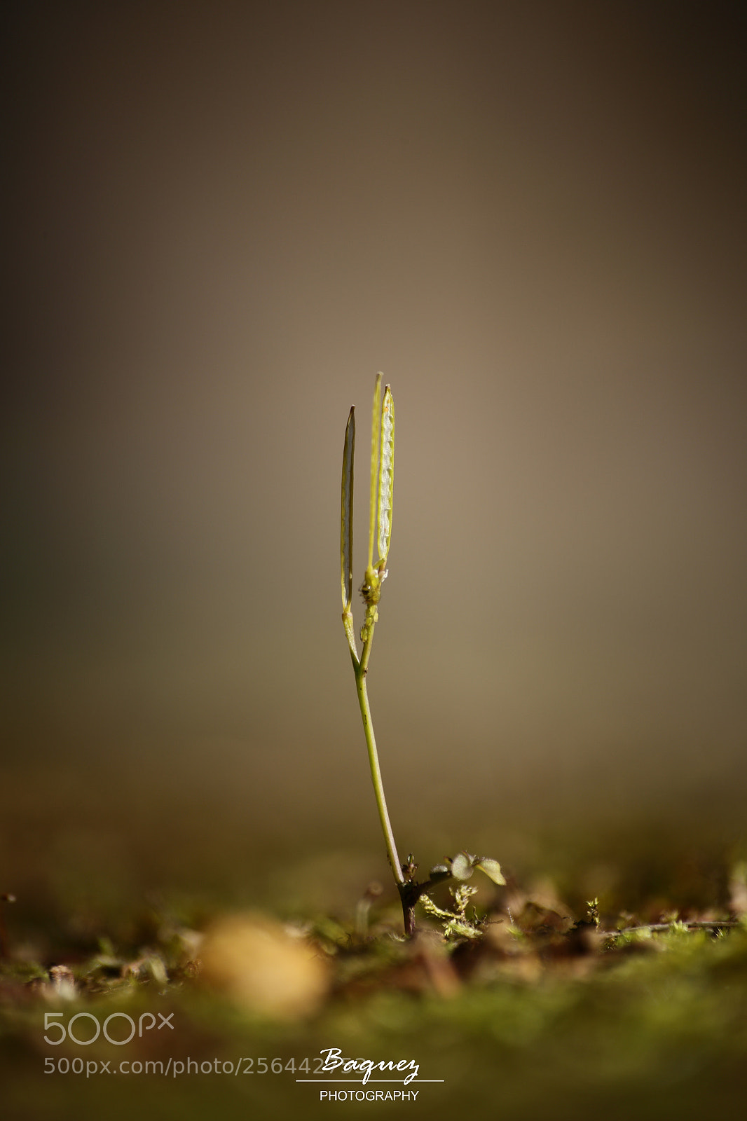 Canon EOS 6D sample photo. Looking for the light photography