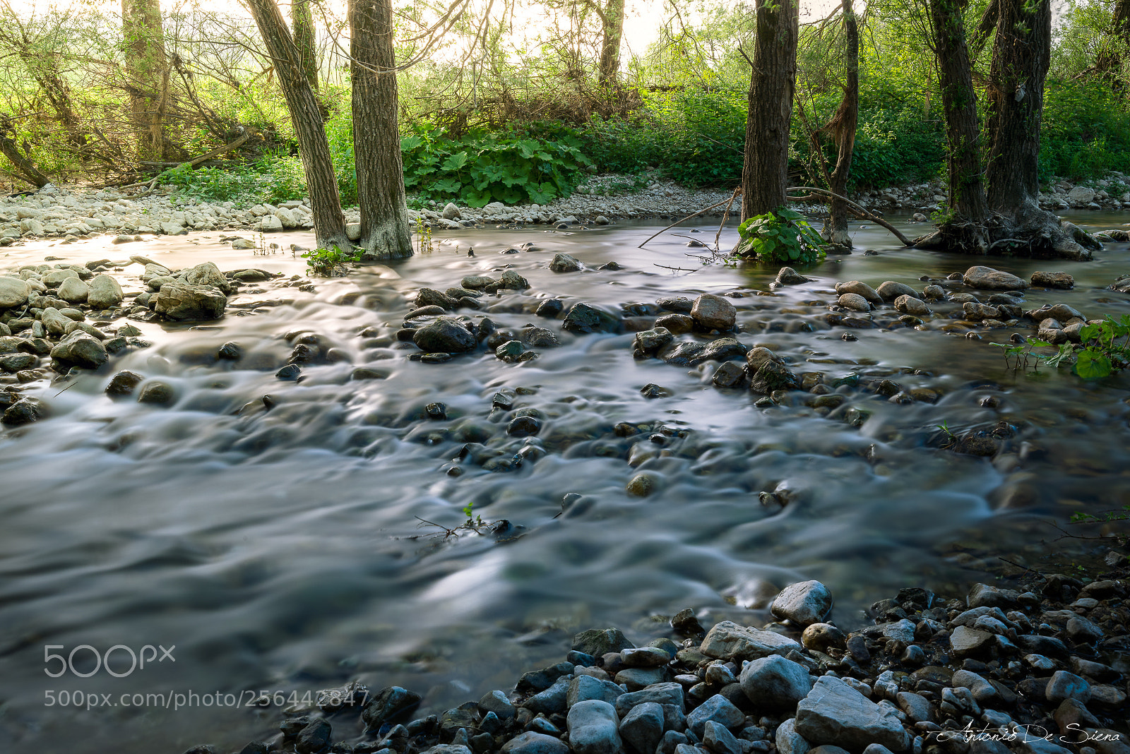 Nikon D800 sample photo. Dettaglio ruscello photography