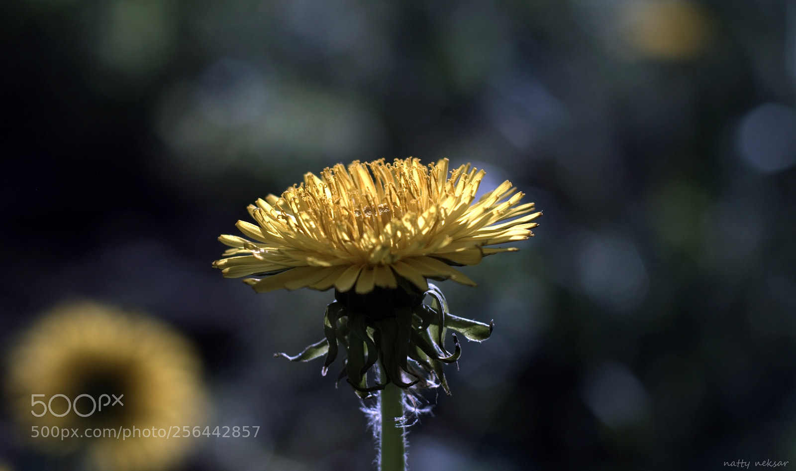Nikon D5300 sample photo. #springtime...5 photography