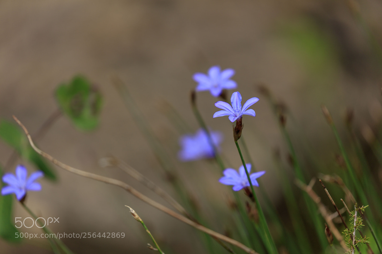 Canon EOS 5DS sample photo. Blue flower photography