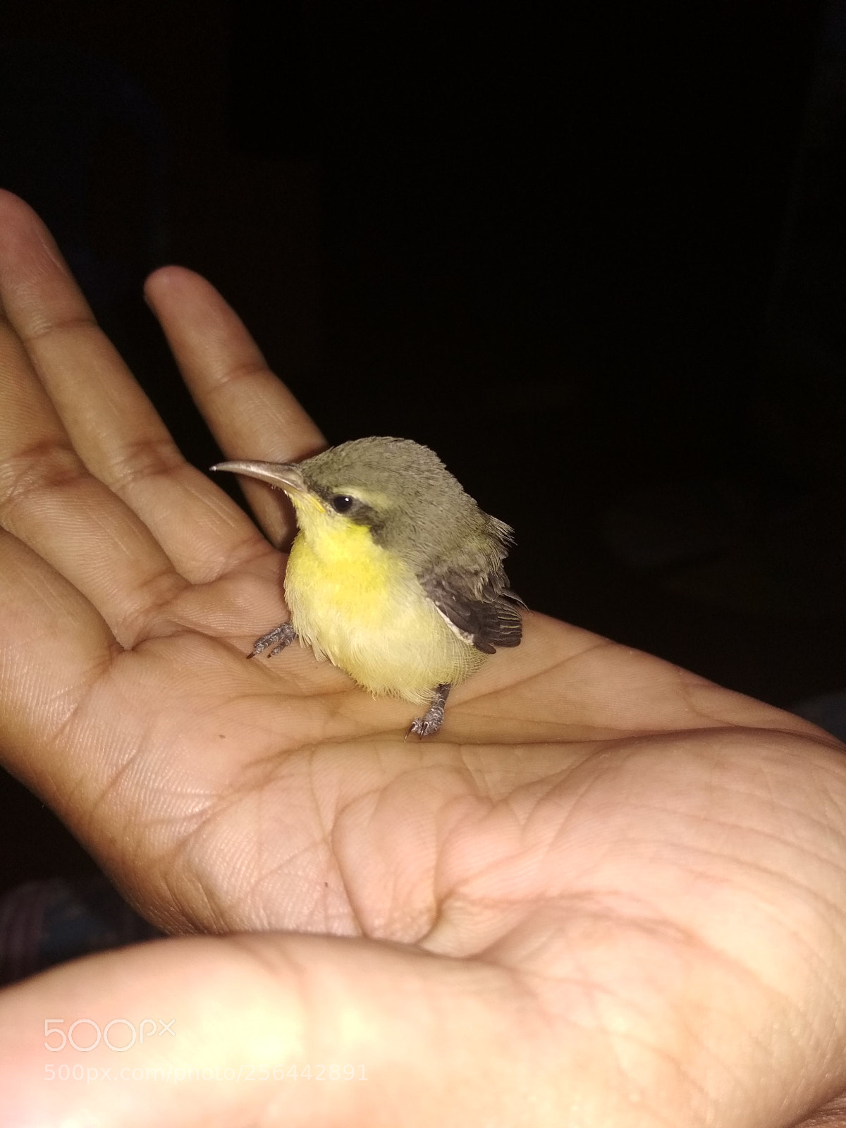 Xiaomi Redmi 4 Pro sample photo. Little humming chick photography