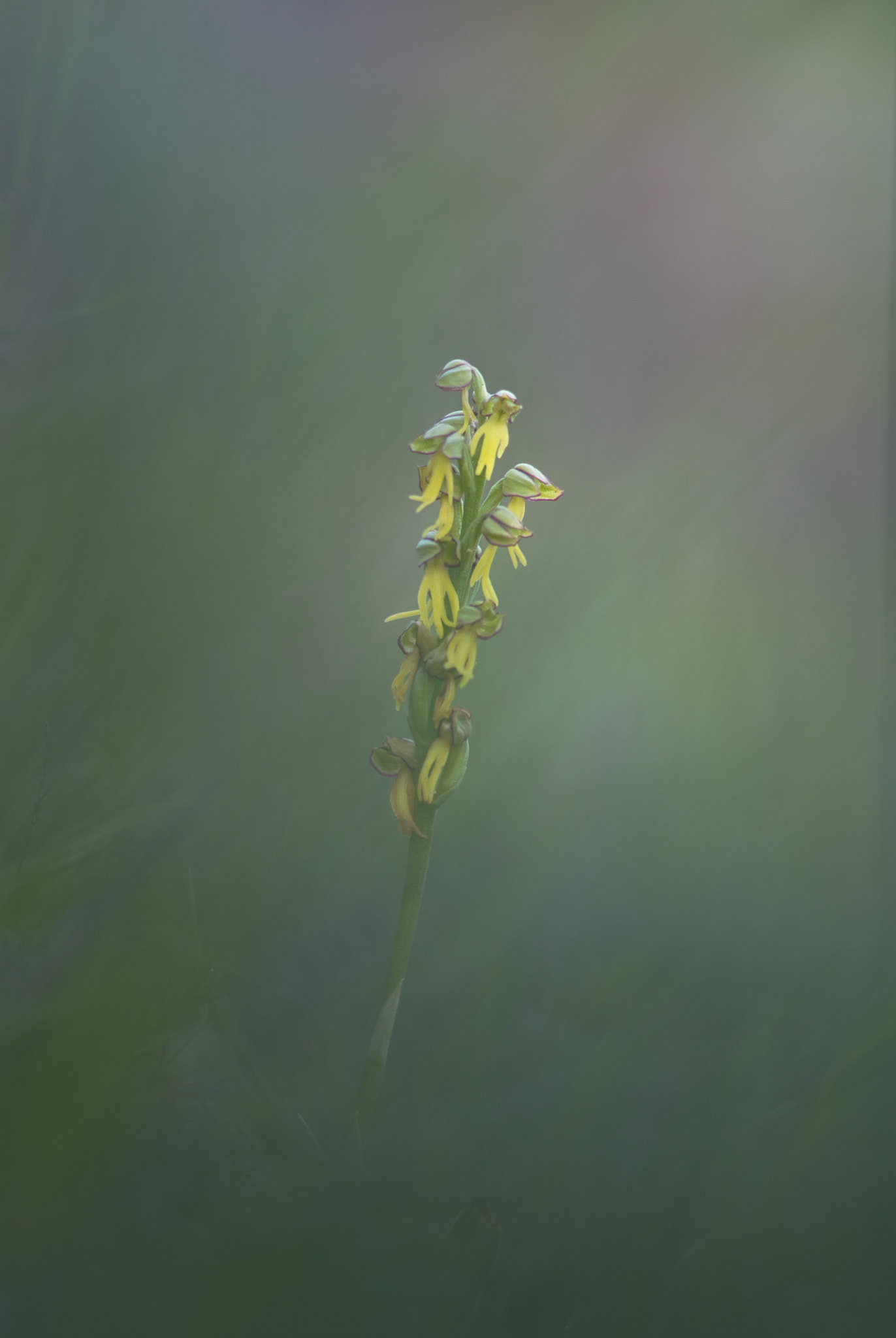 Pentax K20D sample photo. Little orchid photography