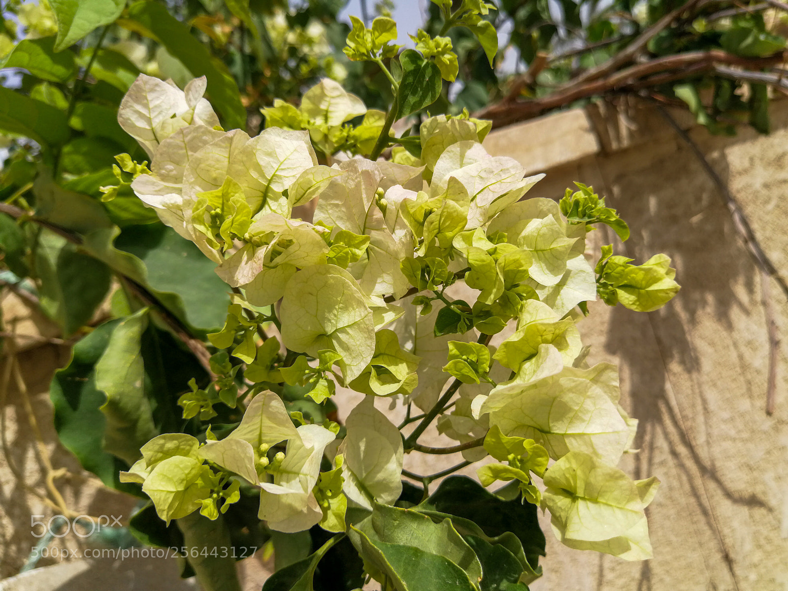 HUAWEI P10 Plus sample photo. White blooms photography