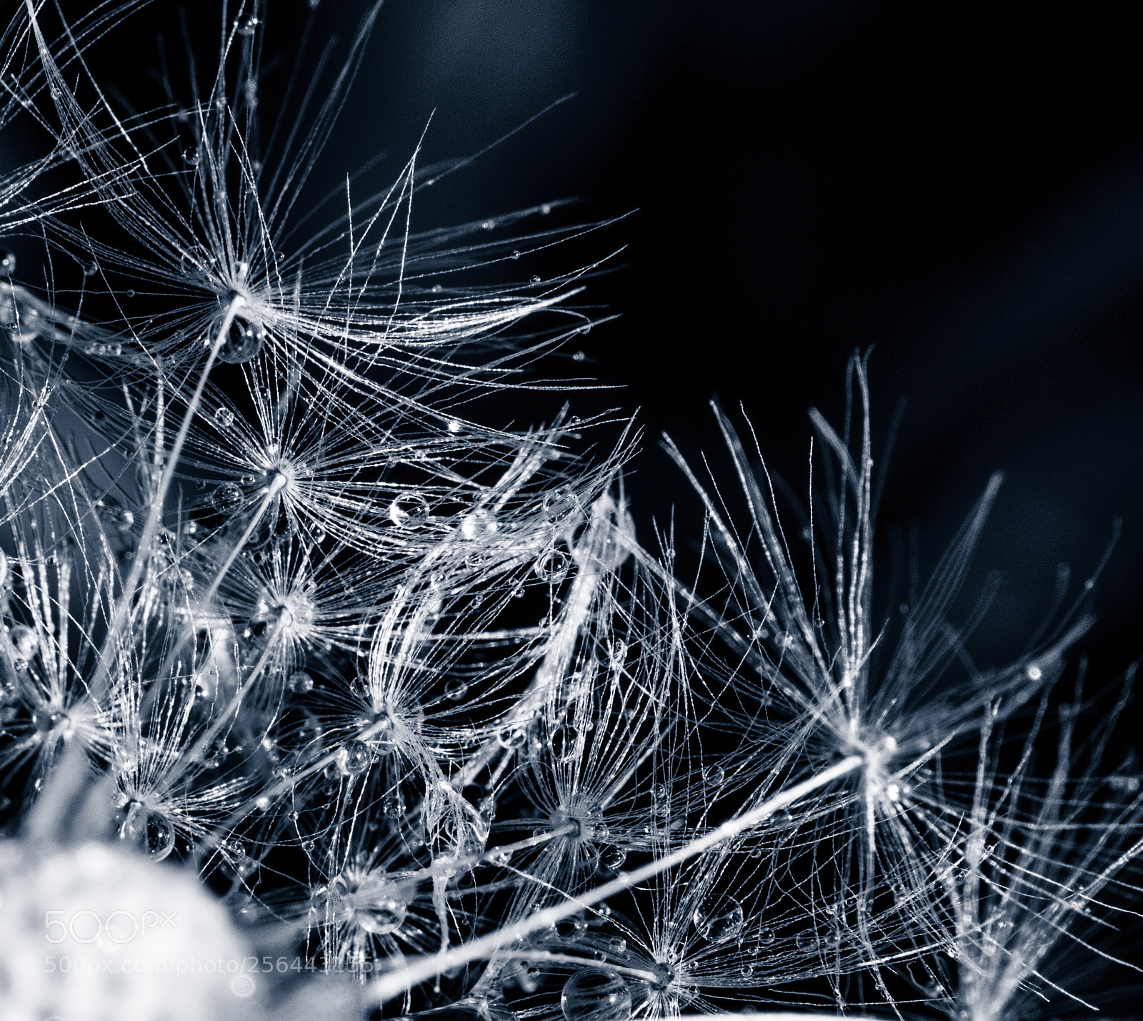 Nikon D810 sample photo. Dandelion after the rain photography