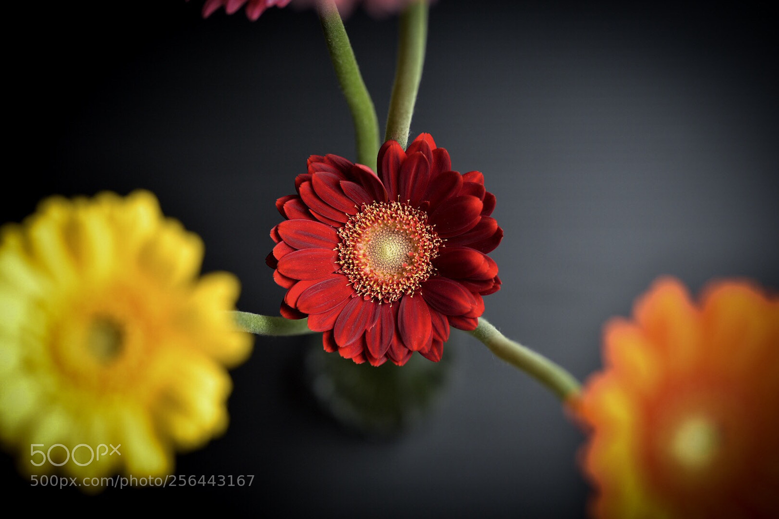 Nikon D750 sample photo. Gerbera photography