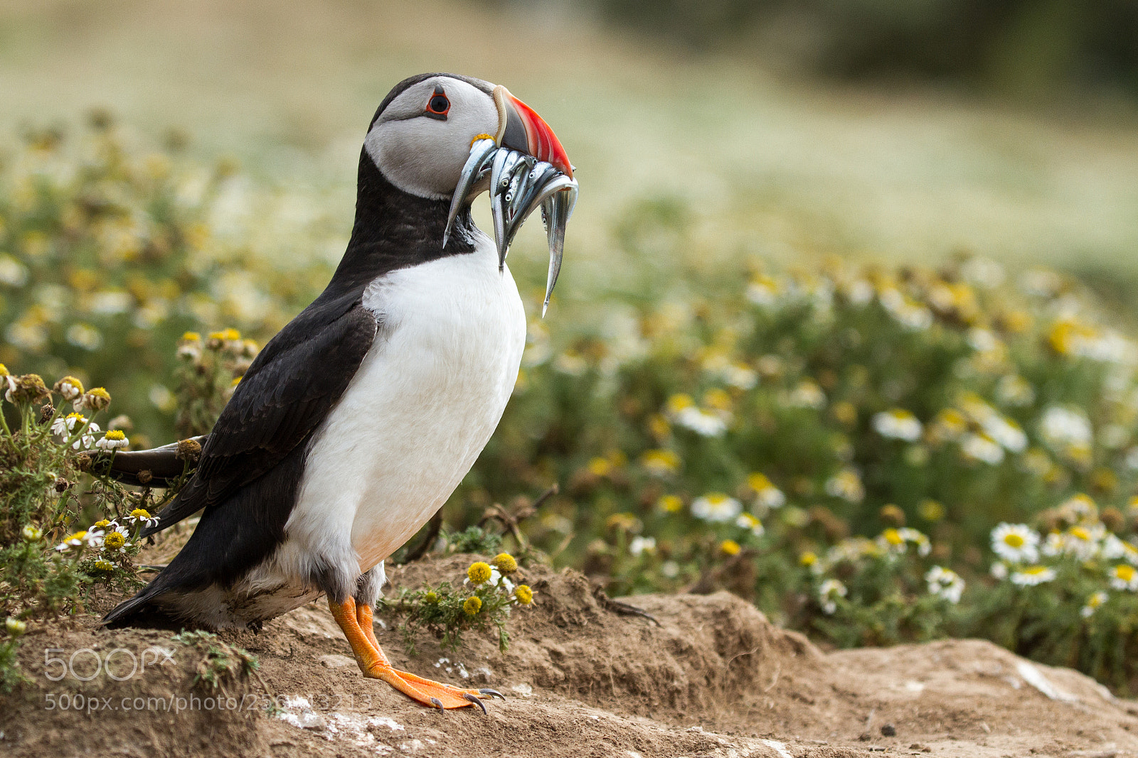 Canon EOS 7D sample photo. British puffin seabird fratercula photography