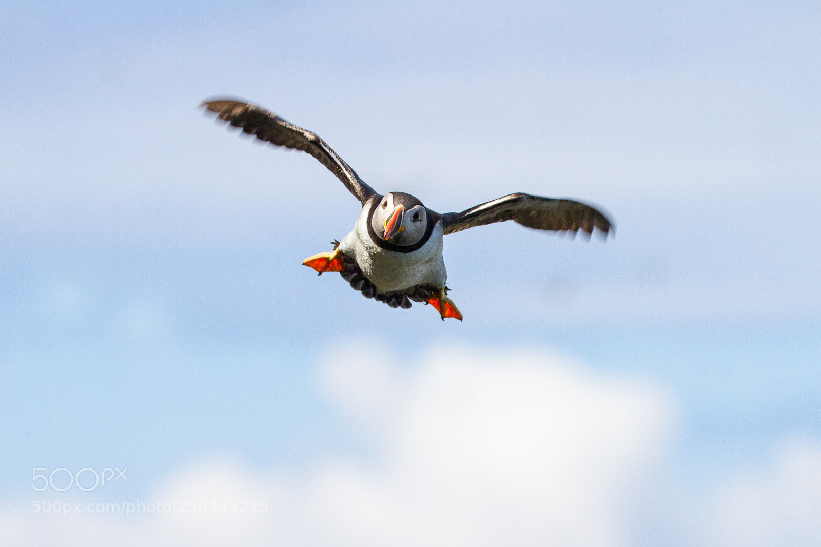 Canon EOS 7D sample photo. British puffin seabird fratercula photography