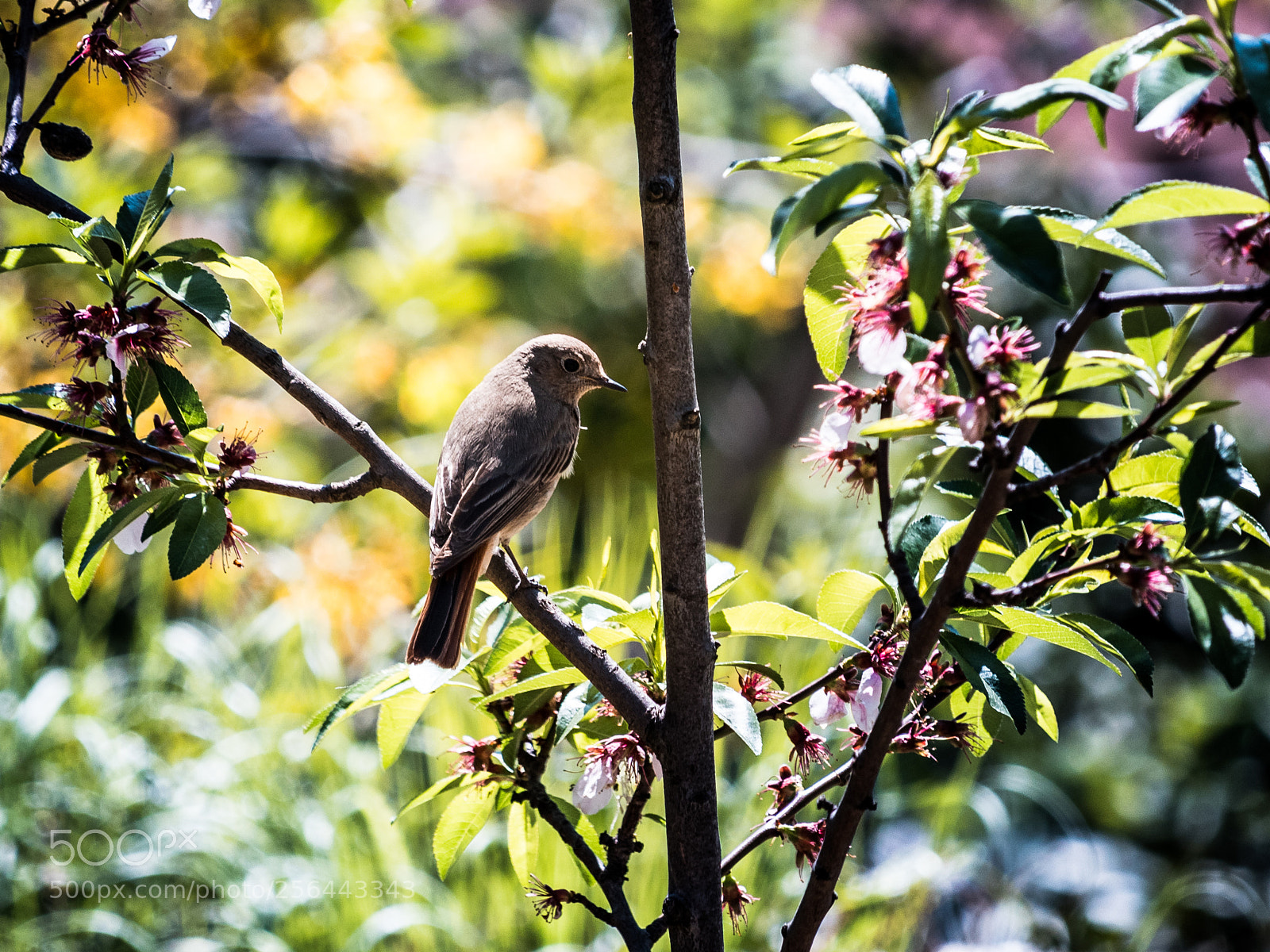 Canon EOS 80D sample photo. Spring hunting photography
