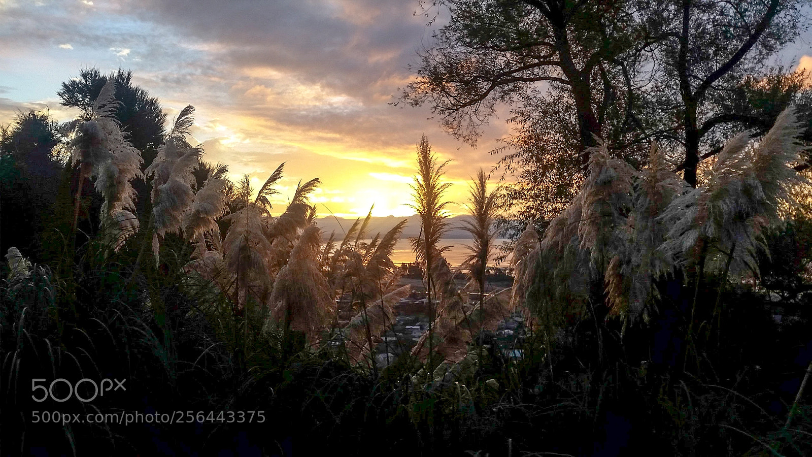Samsung Galaxy S5 sample photo. To the top photography