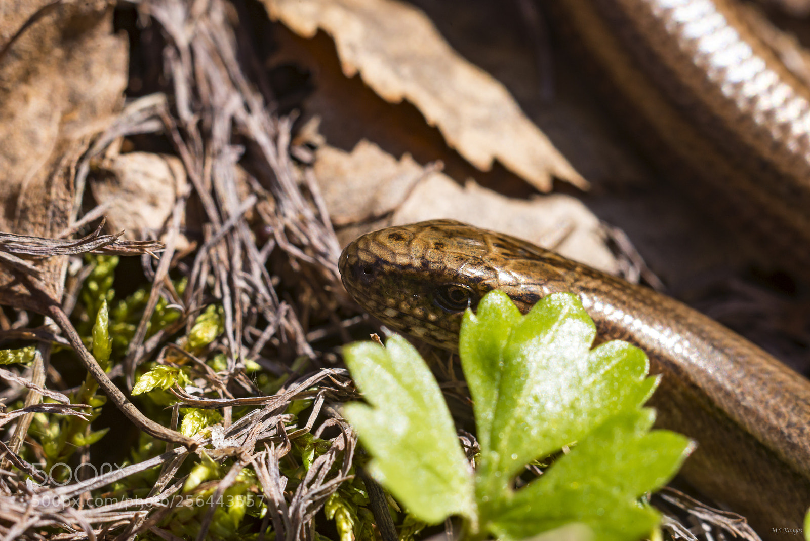 Nikon D610 sample photo. Slowworm (anguis fragilis) photography