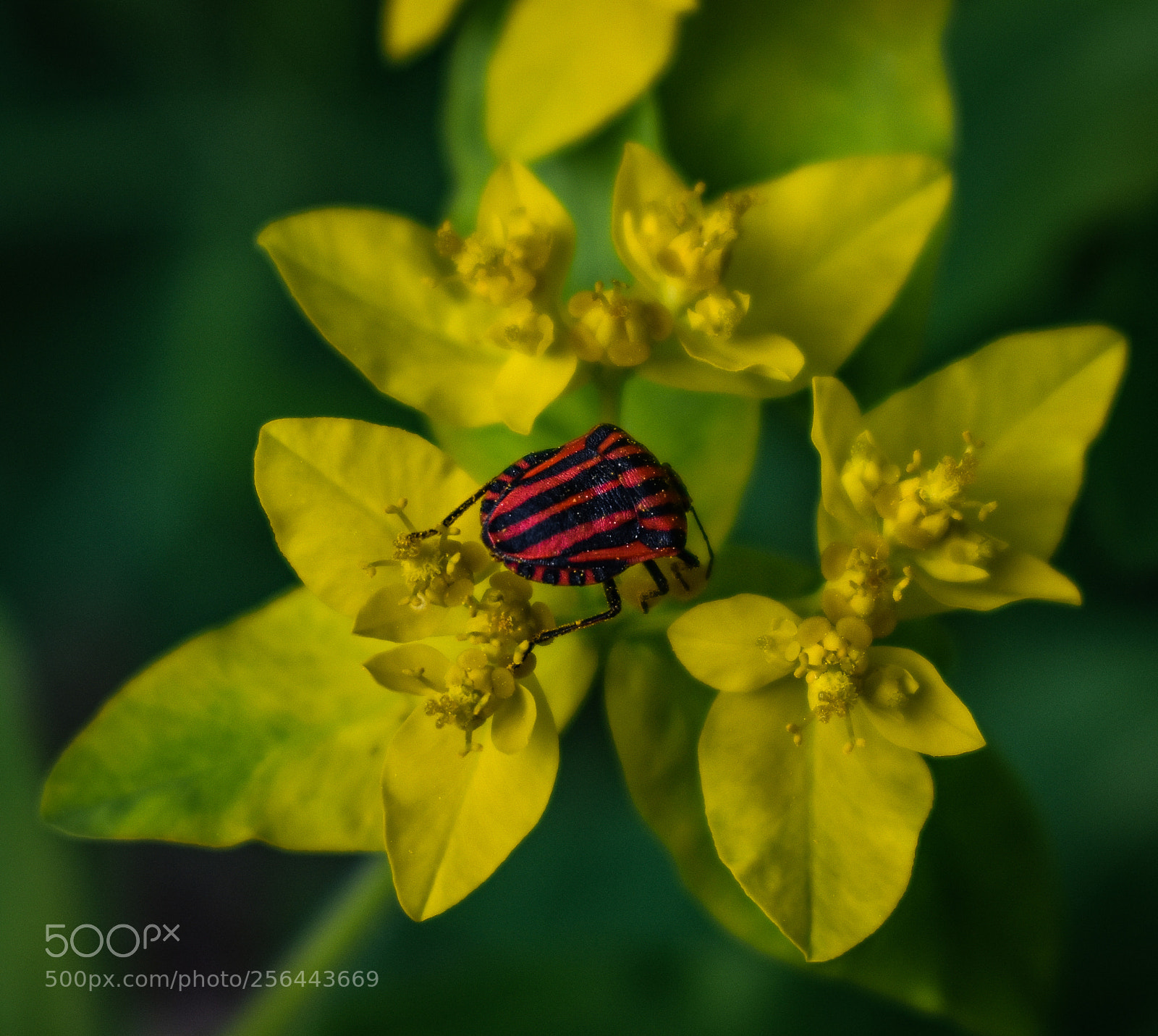 Nikon D3400 sample photo. Milan supporter bug photography