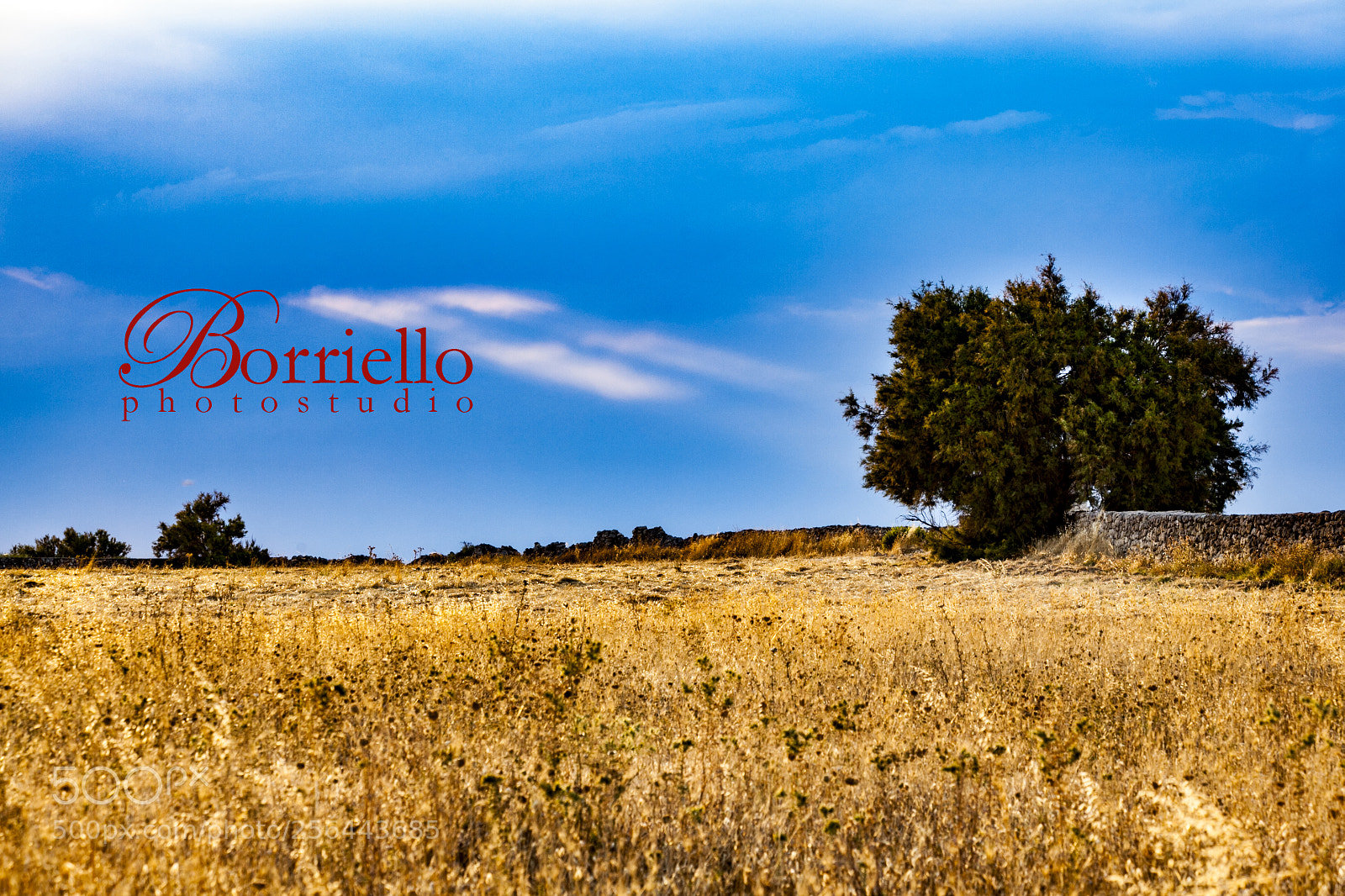 Canon EOS 5D Mark II sample photo. Img photography