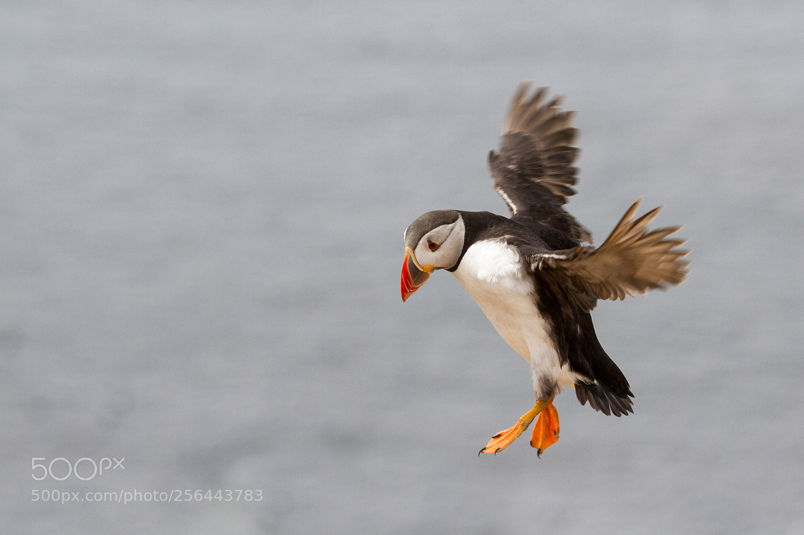 Canon EOS 7D sample photo. British puffin seabird fratercula photography