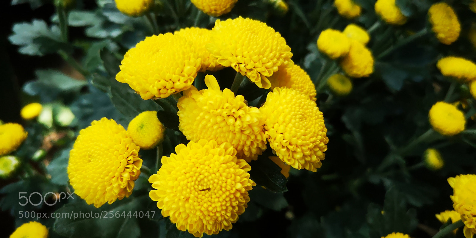 HUAWEI P20 sample photo. 黄色 photography