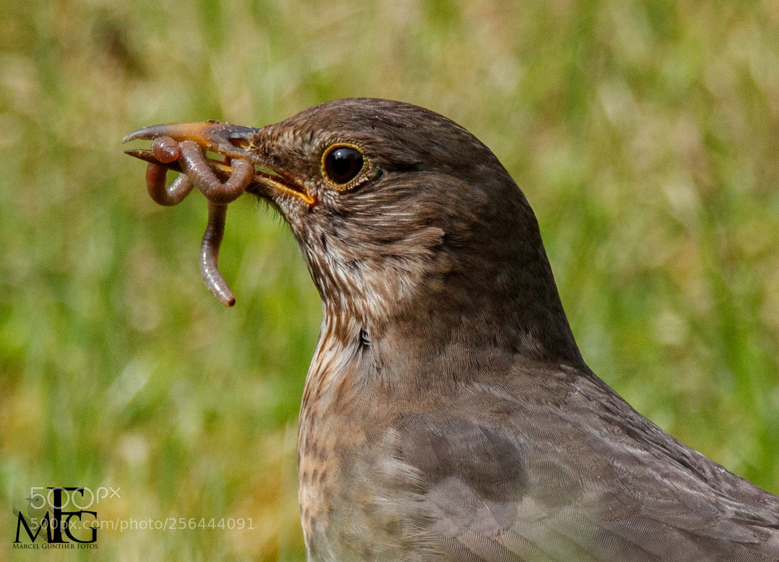Canon EOS 80D sample photo. Hungrige amsel photography