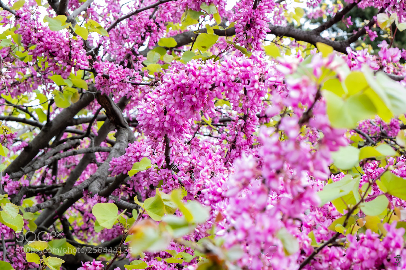 Fujifilm X-T2 sample photo. Printemps  photography