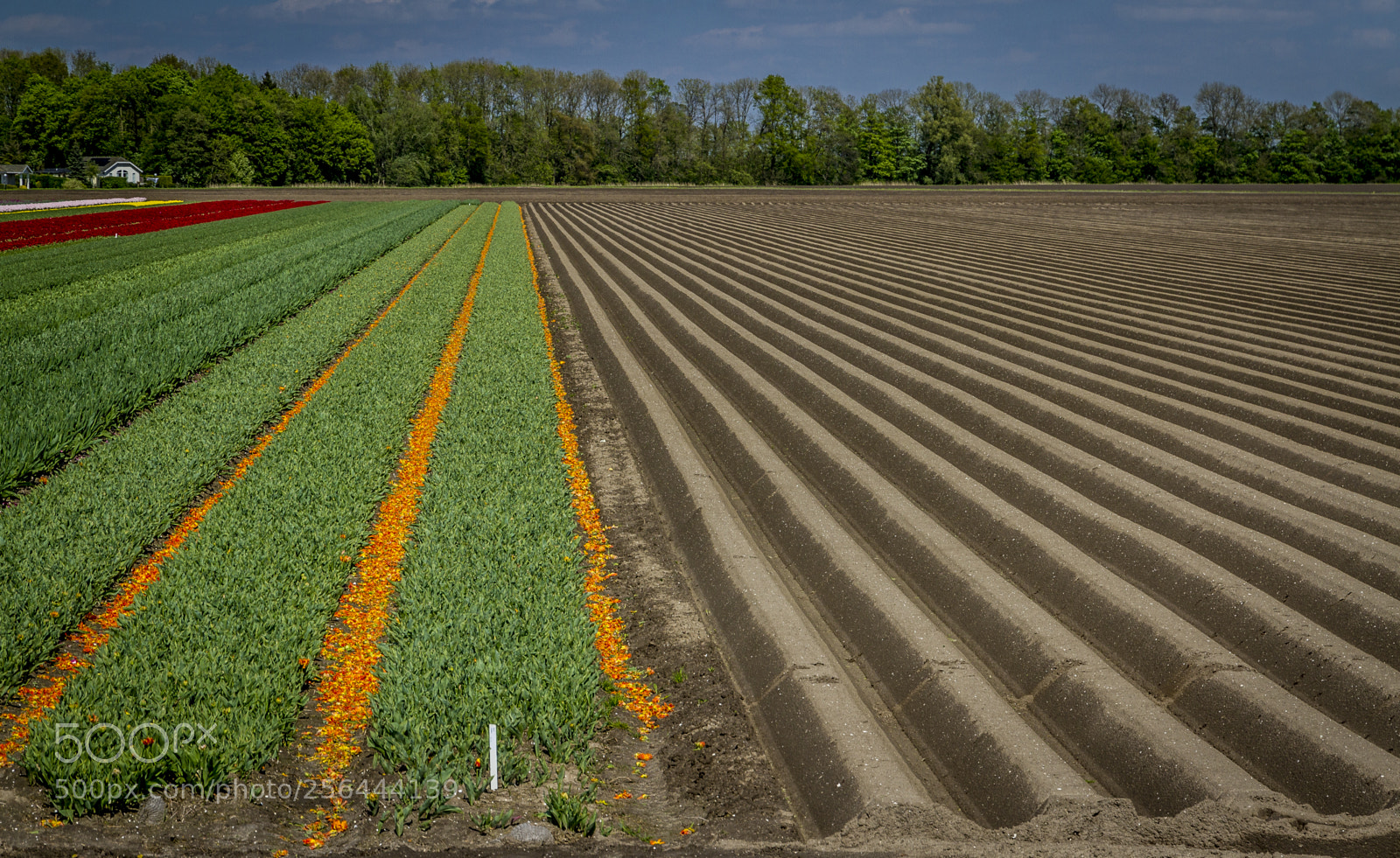 Canon EOS 7D sample photo. Tulips7 photography