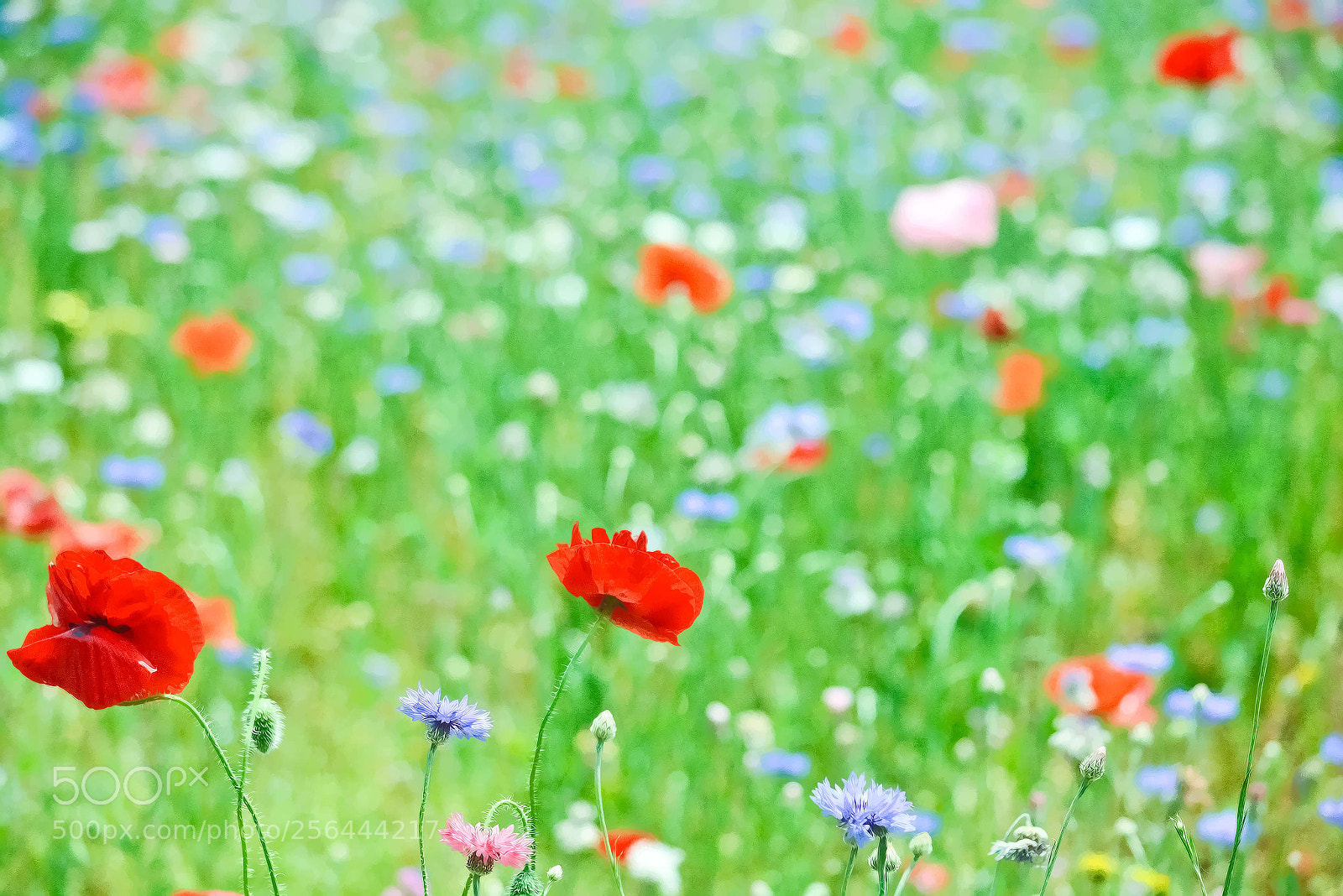 Nikon D7100 sample photo. Poppies photography