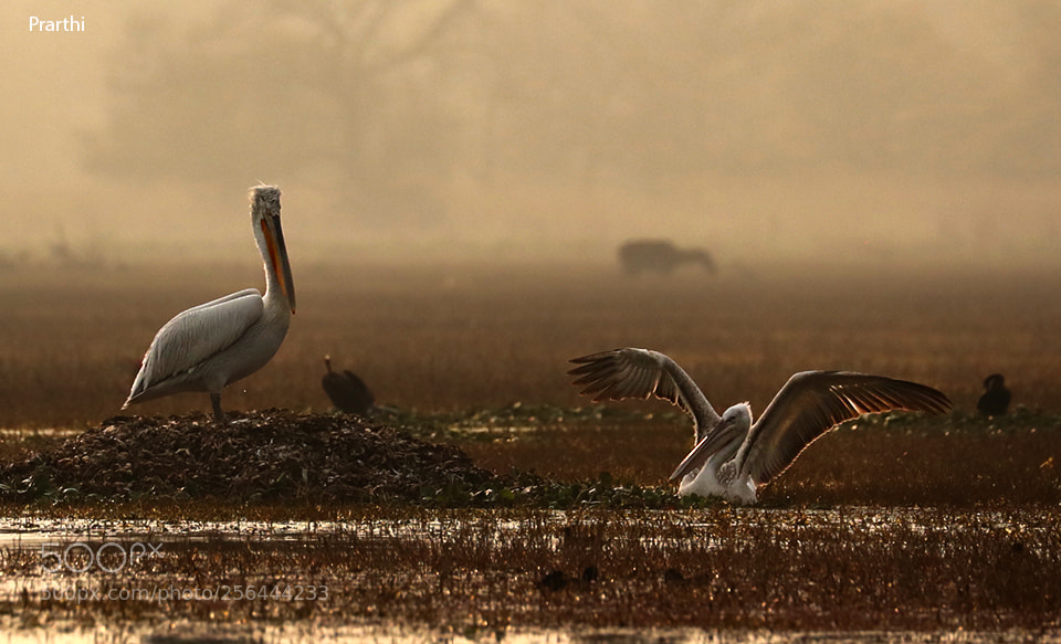 Canon EOS 5D Mark IV sample photo. Pelicans photography