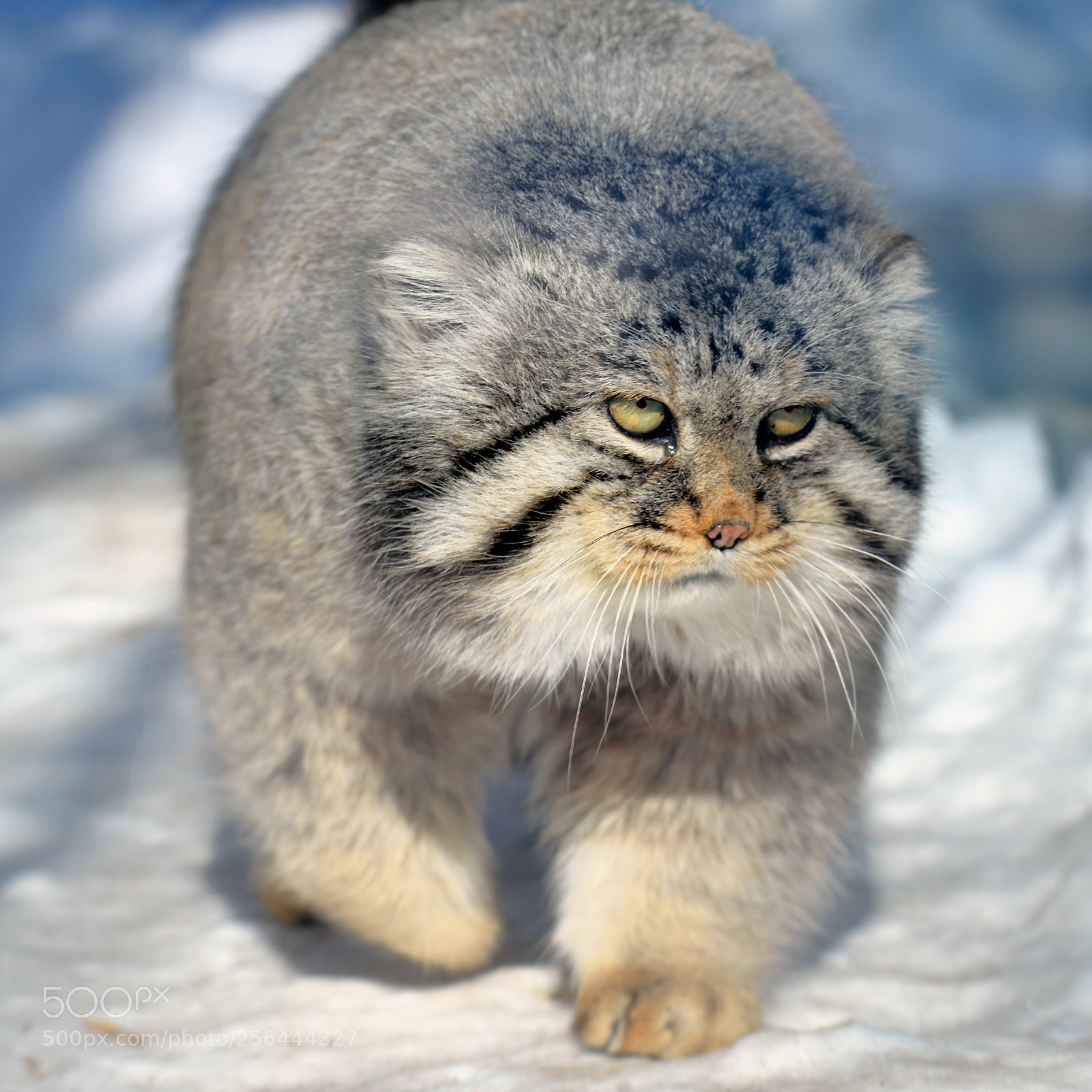 Nikon D600 sample photo. Pallas's cat manul photography