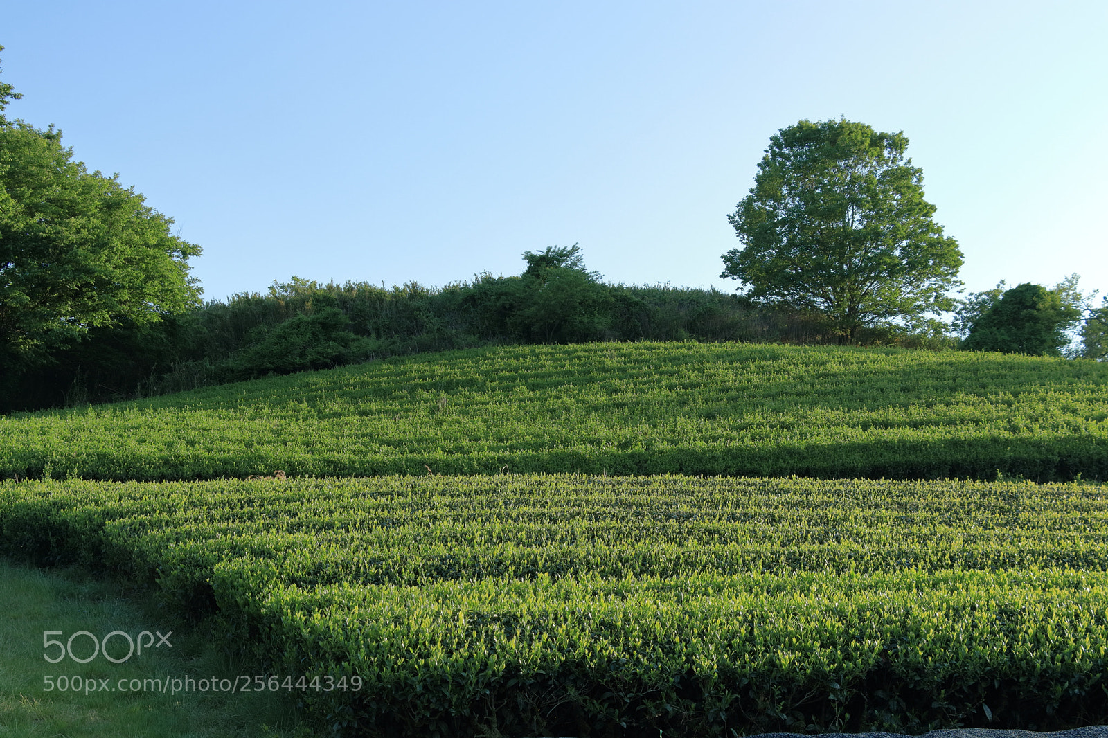 Canon EOS 80D sample photo. Japanese tea plant on photography