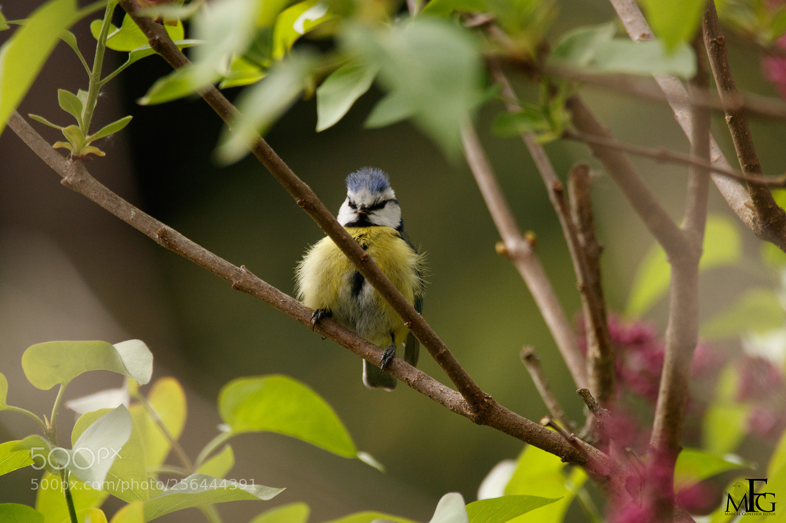 Canon EOS 80D sample photo. Blaumeisenjunges photography
