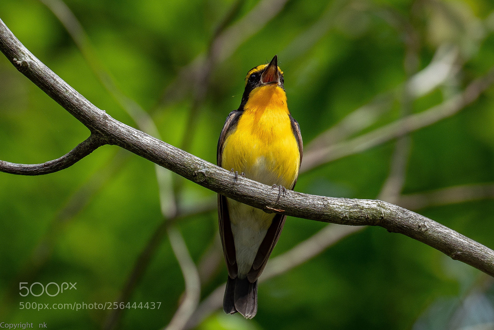 Sony a7R III sample photo. Narcissus flycatcher photography