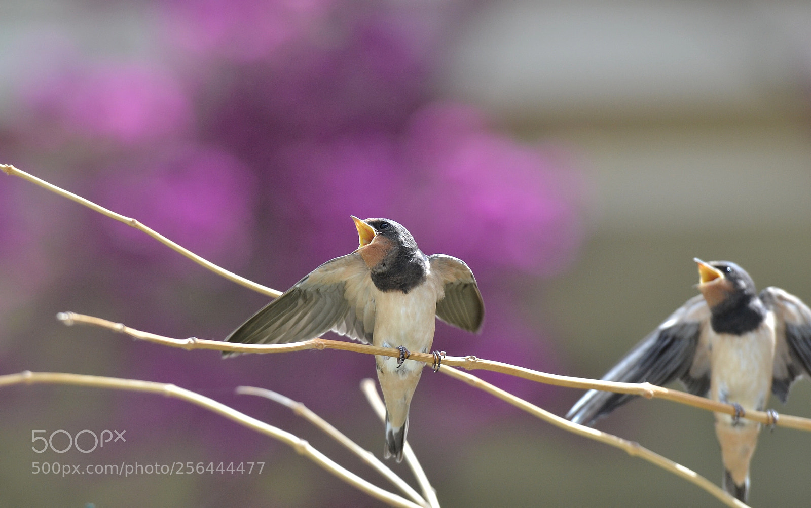 Nikon D3100 sample photo. Swallow photography