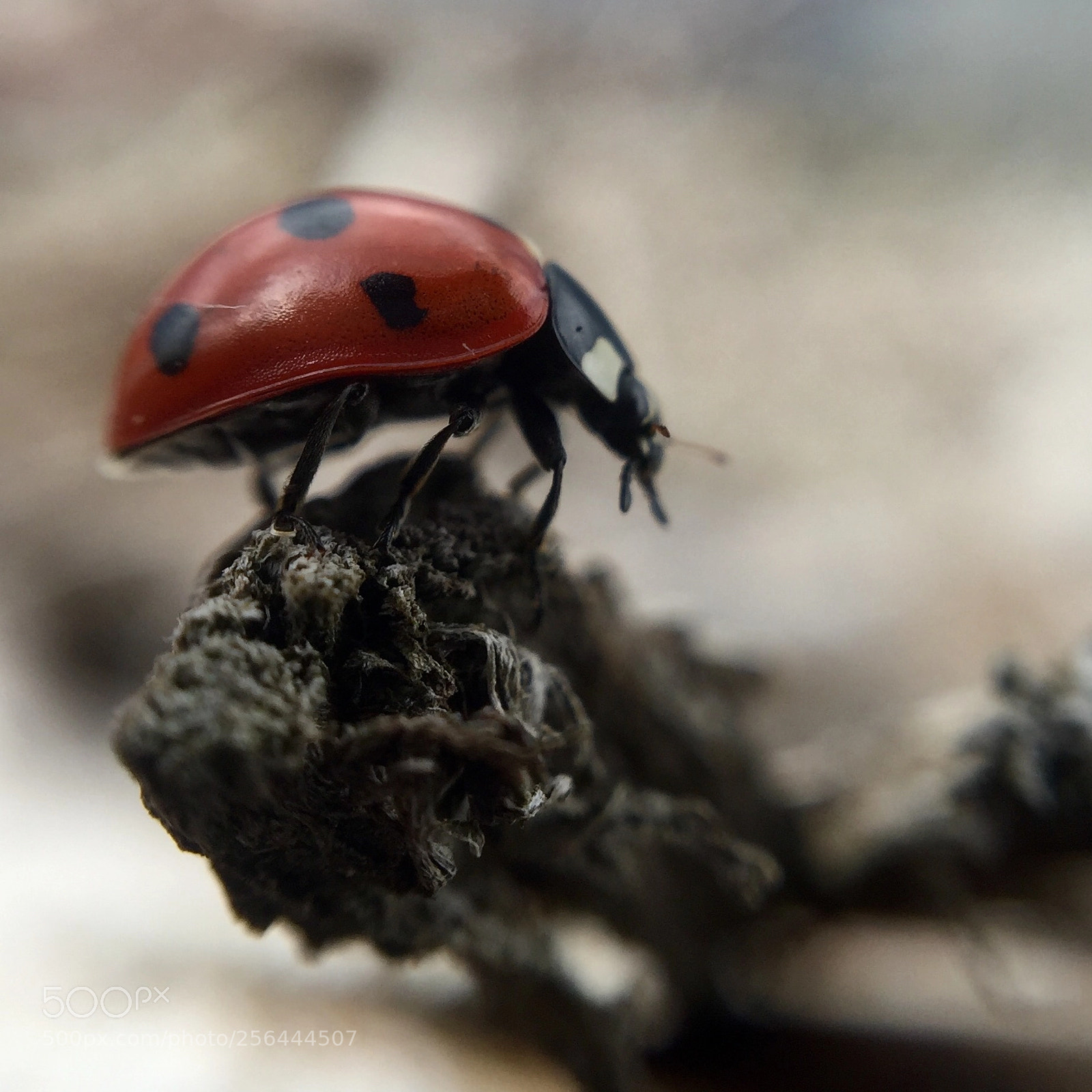 Apple iPhone 6 Plus sample photo. Ladybugging around! photography