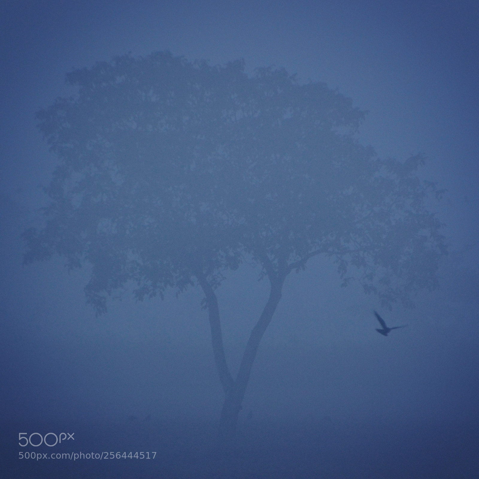 Nikon D3100 sample photo. Foggy tree photography
