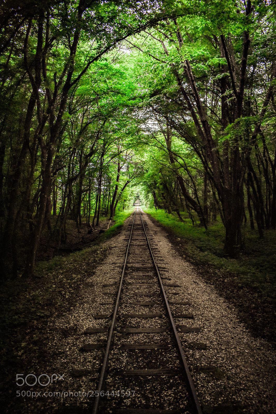 Nikon D3400 sample photo. Forest path photography