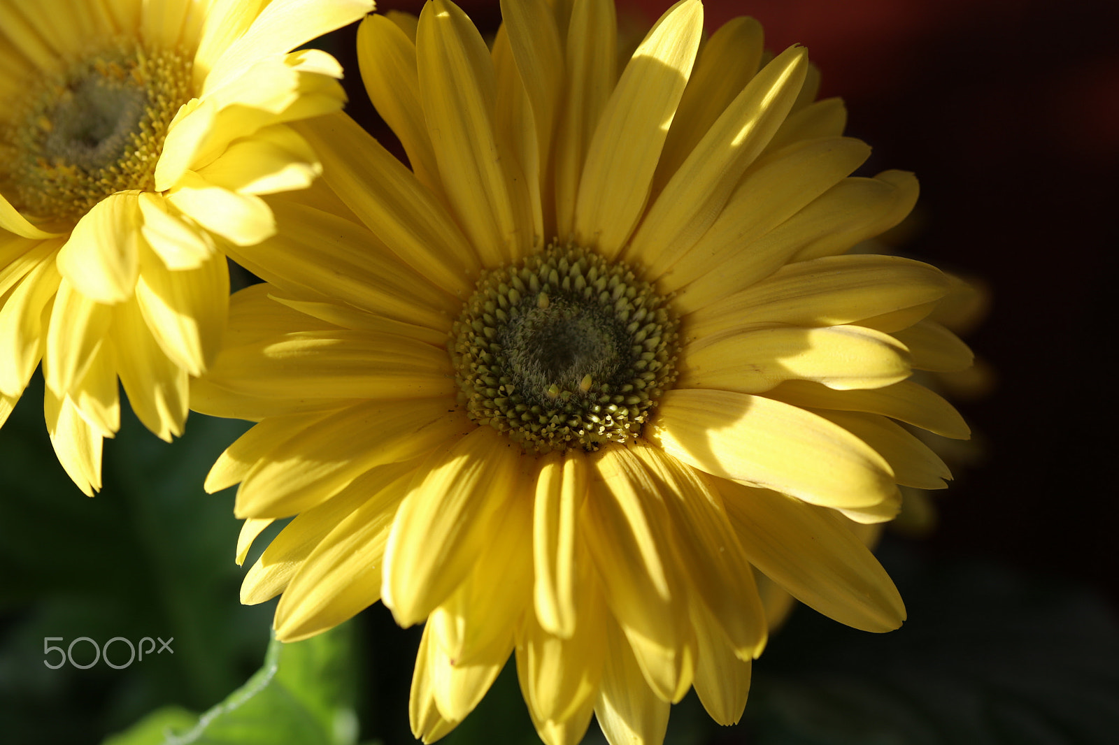 Canon EF 100mm F2.8 Macro USM sample photo. Color of the day 12 photography