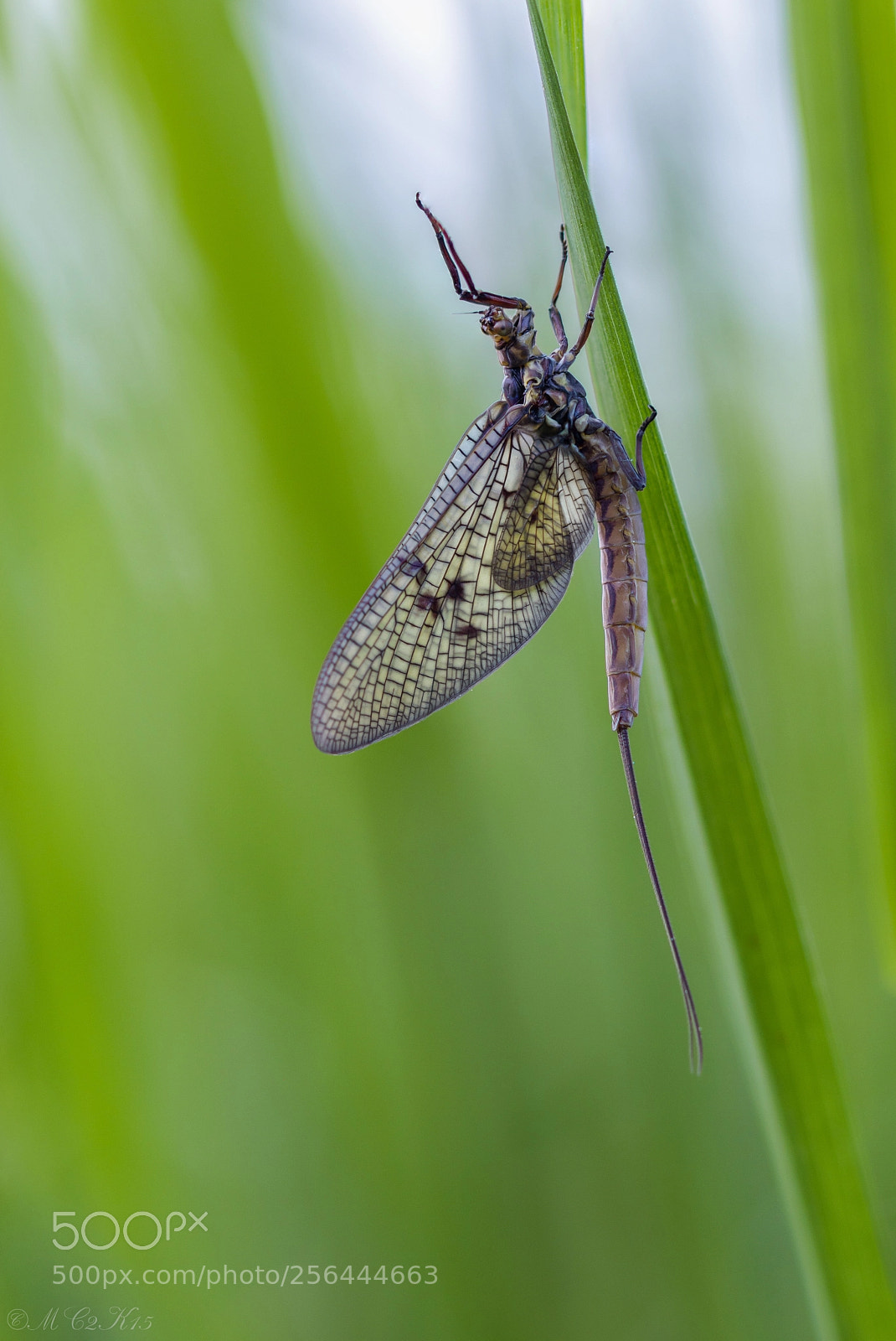 Canon EOS M5 sample photo. Mayfly / eintagsfliege photography