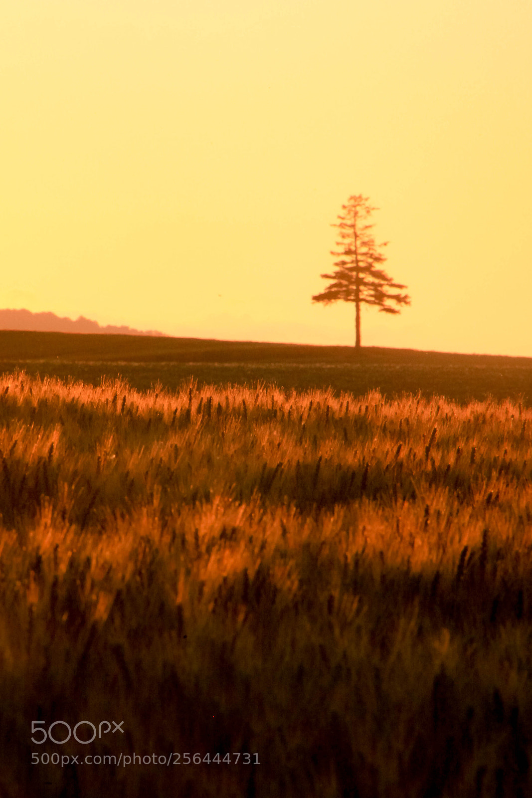 Canon EOS 5D Mark II sample photo. Sunset in biei 002 photography