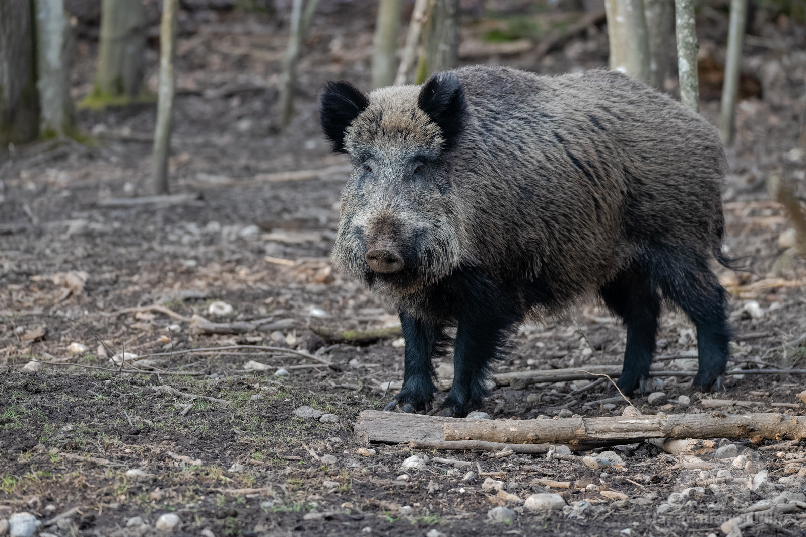 Sigma 150-600mm F5-6.3 DG OS HSM | S sample photo. Wild boar photography