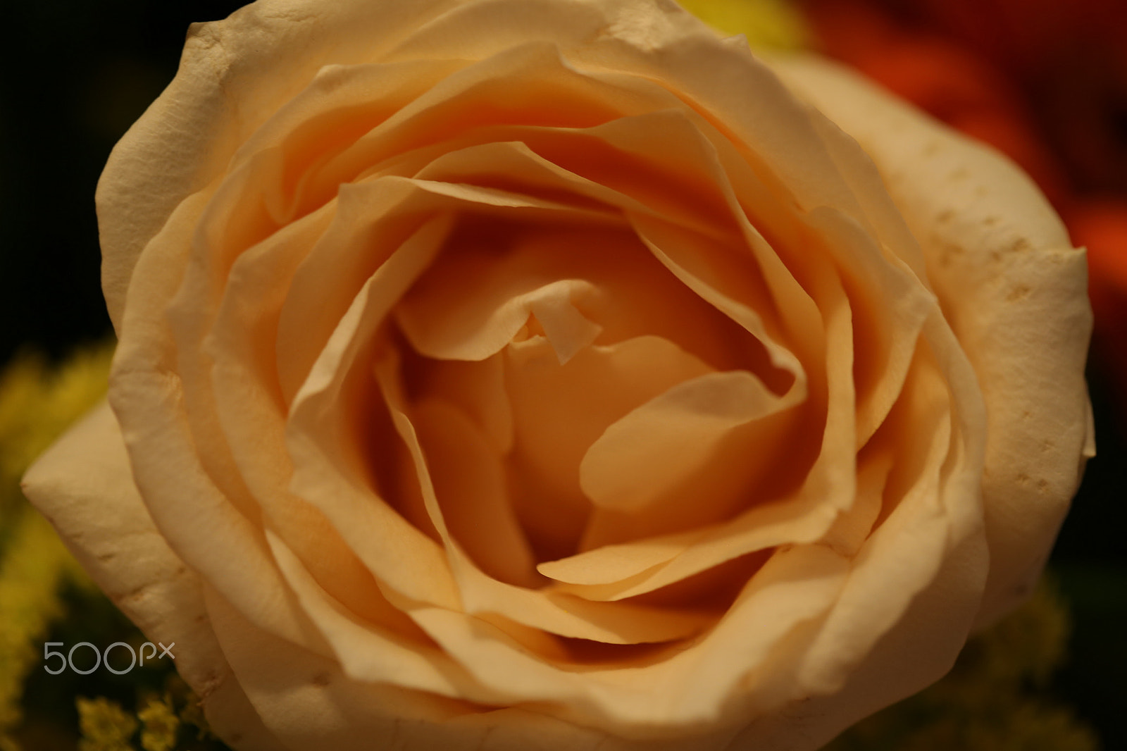 Canon EF 100mm F2.8 Macro USM sample photo. The pleasure of the yellow rose photography