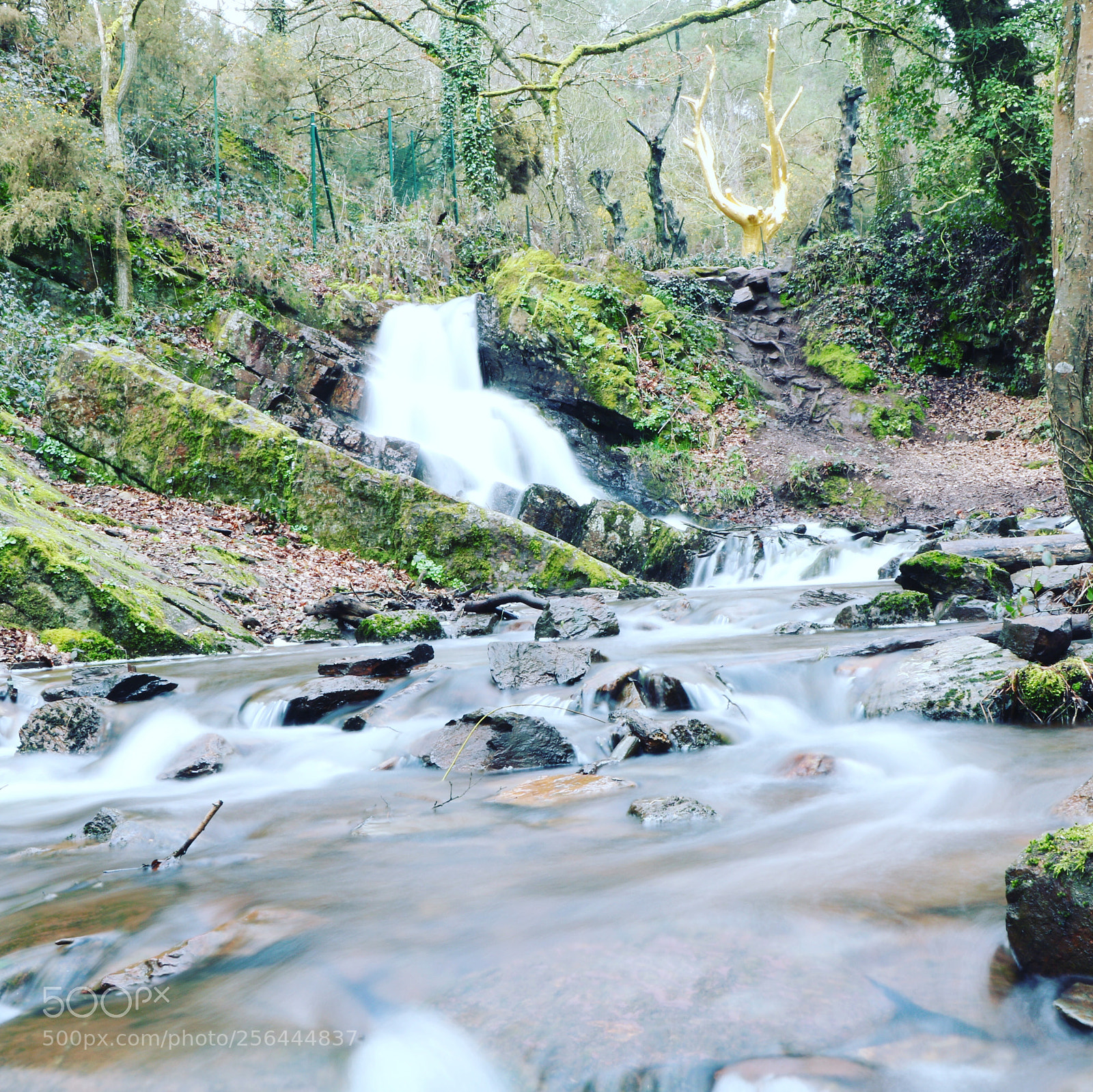 Canon EOS 750D (EOS Rebel T6i / EOS Kiss X8i) sample photo. Arbre d’or ,broceliande photography
