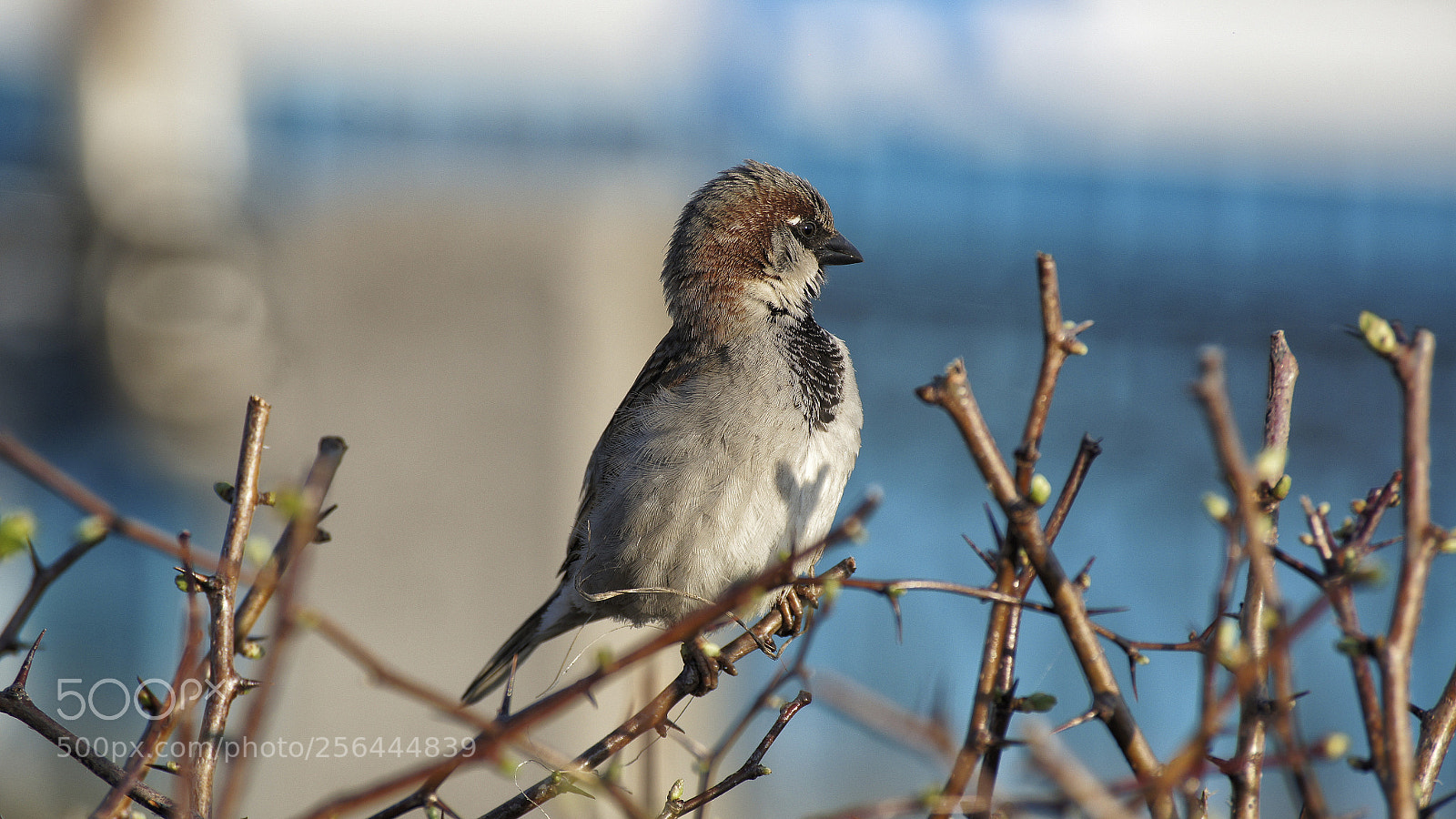 Sony SLT-A55 (SLT-A55V) sample photo. Sparrow photography