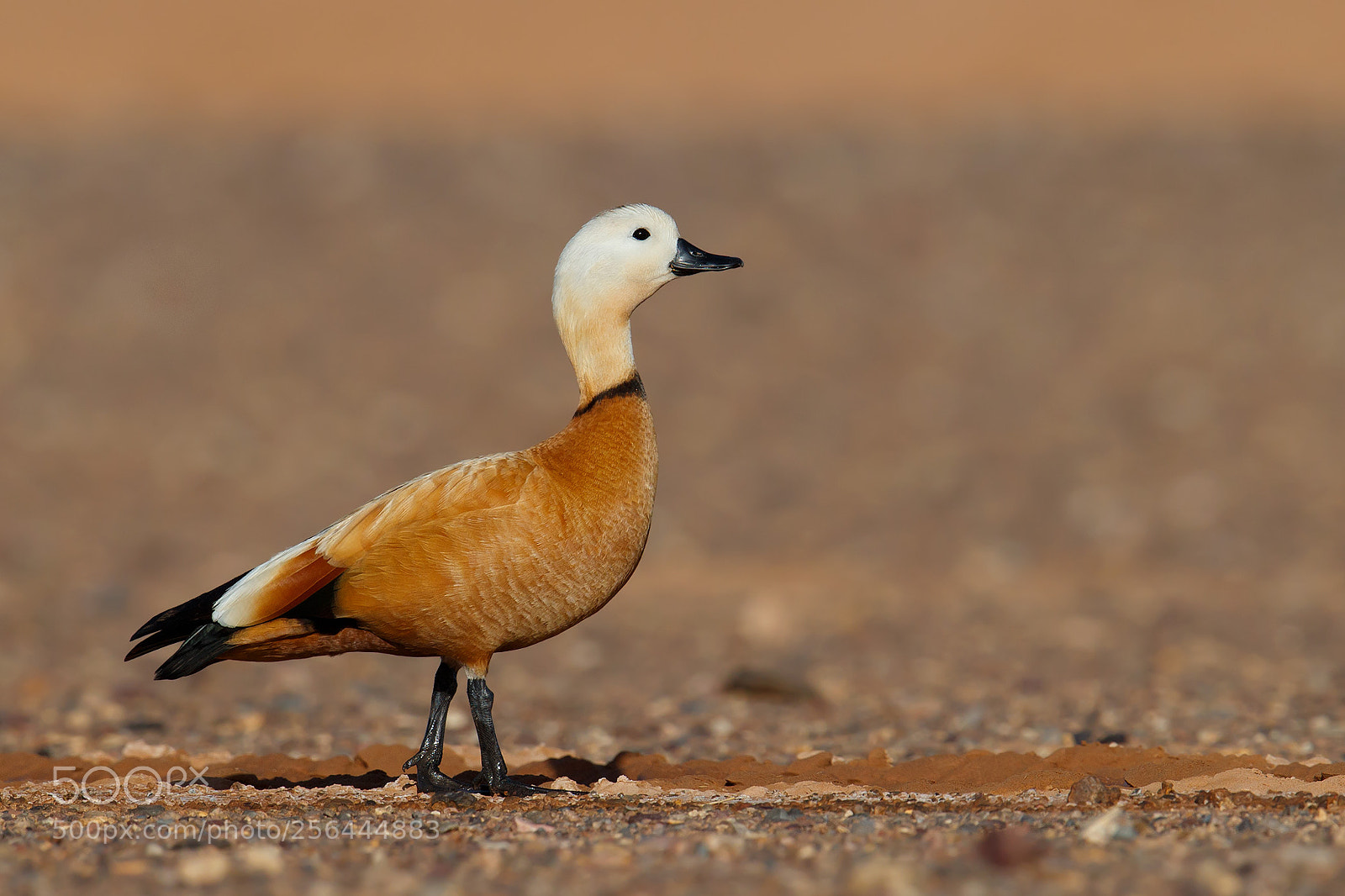 Canon EOS-1D X Mark II sample photo. Birds photography