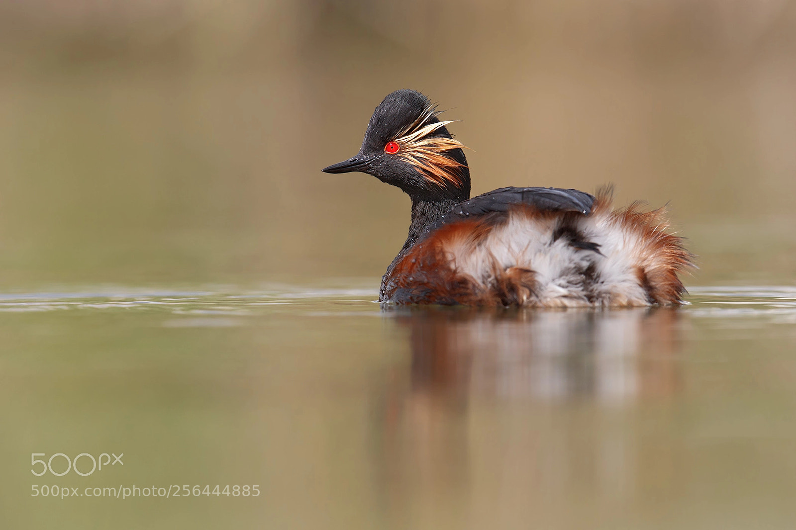 Canon EOS-1D X Mark II sample photo. Birds photography