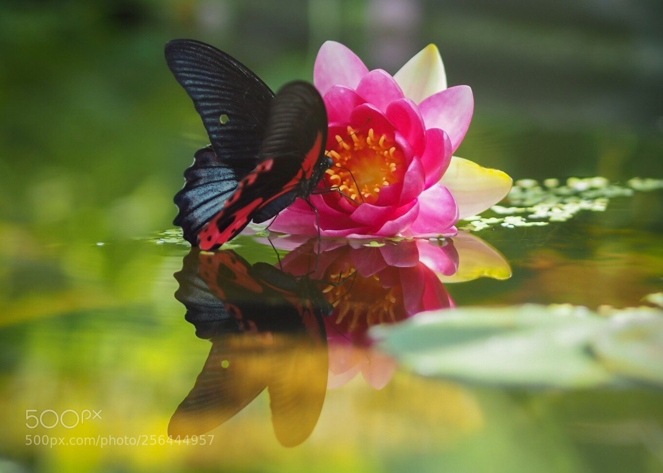 Olympus OM-D E-M10 II sample photo. Butterfly reflection photography