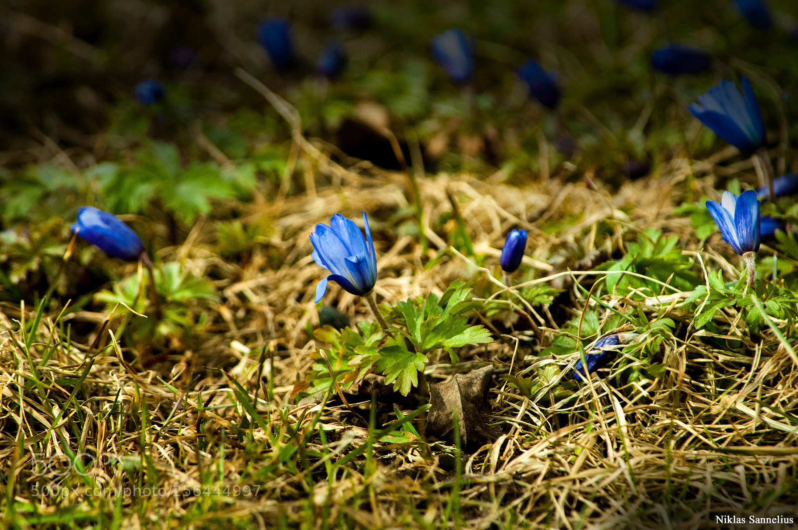 Nikon D300 sample photo. Scilla! photography