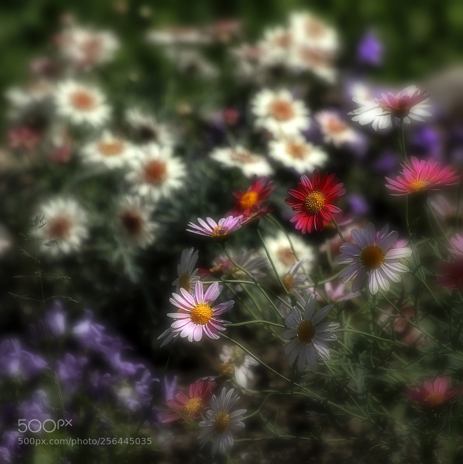 Canon EOS 7D sample photo. A lot of flowers photography