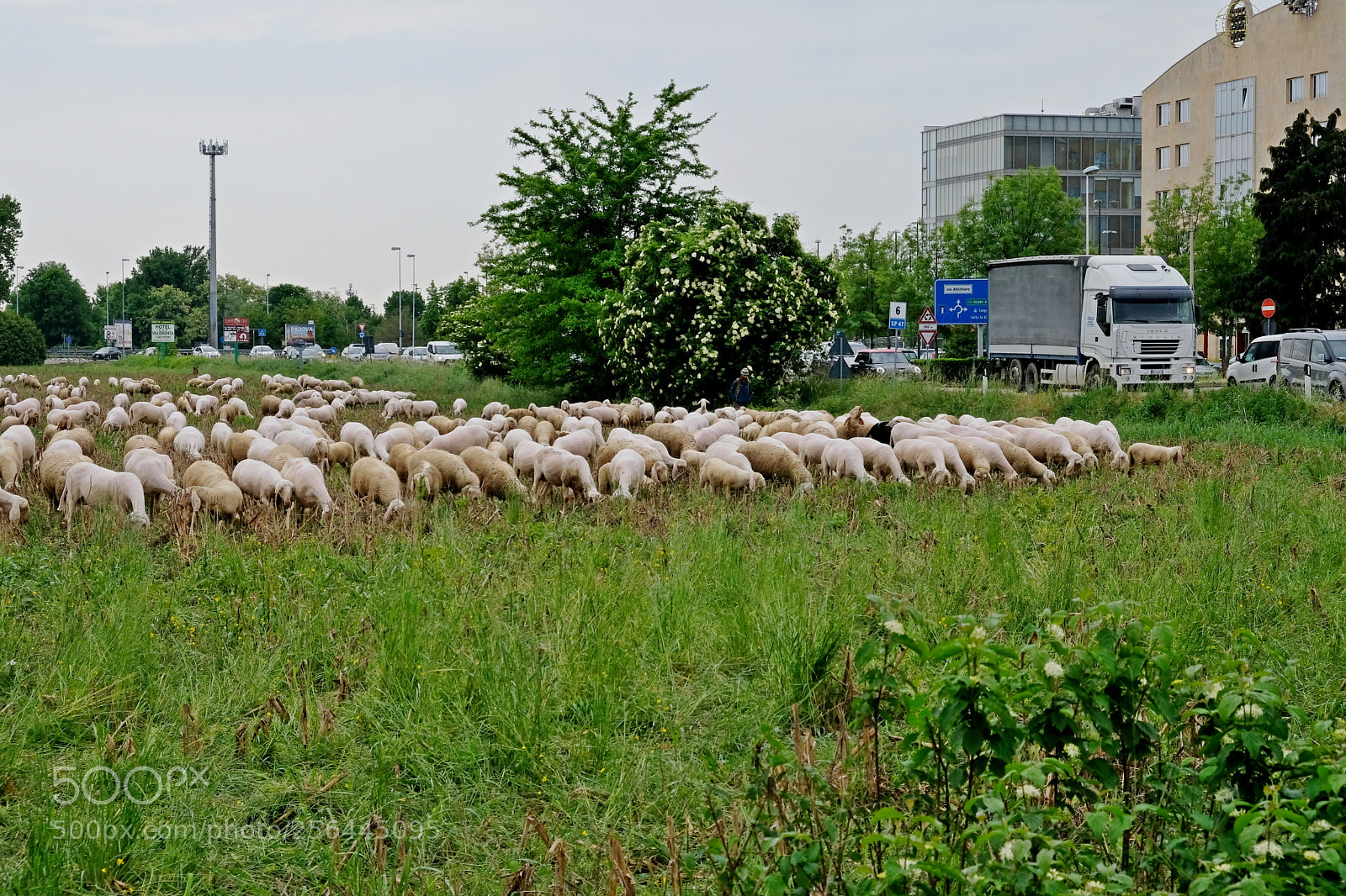 Fujifilm X-T20 sample photo. Sheep in the city photography